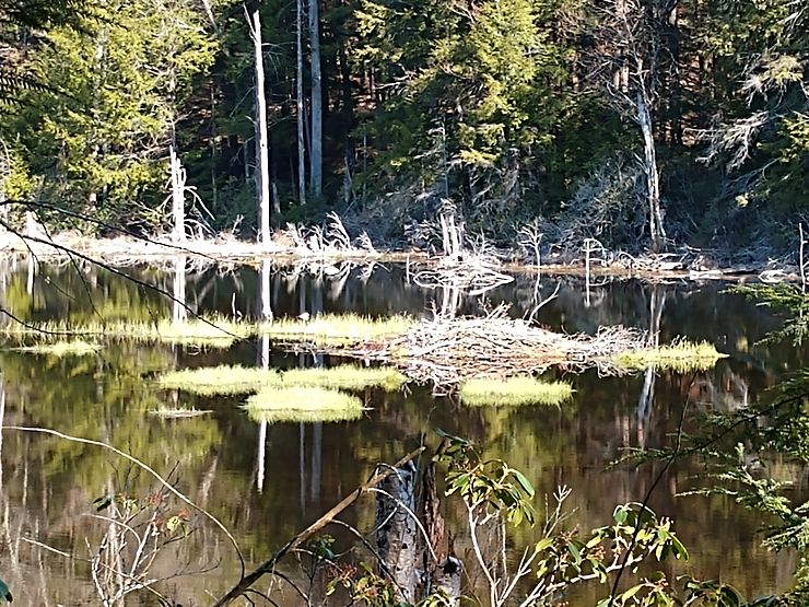 Beaver created wetland