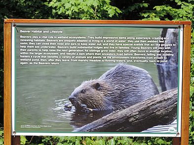 Beaver Habitat & Lifestyle Trail Sign