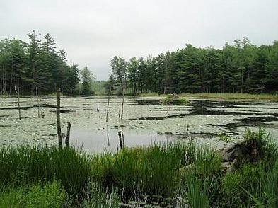 Beaver lodge at 1000 Acre Swamp