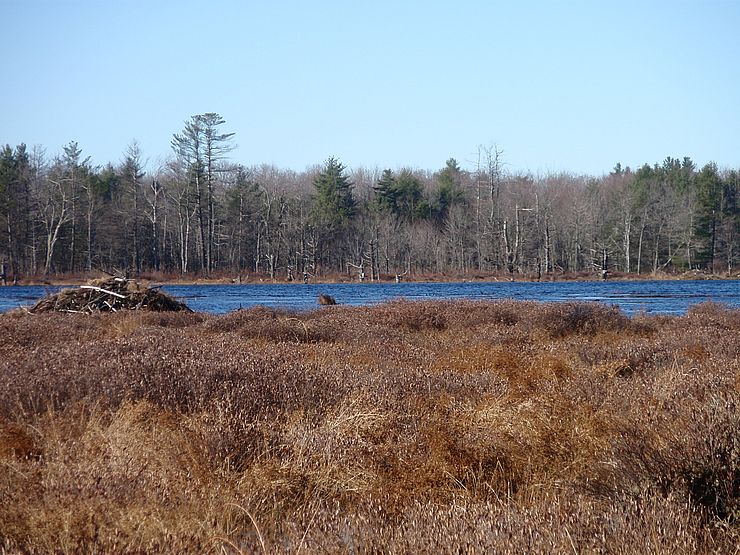 Bog at Huppert Conservation Area