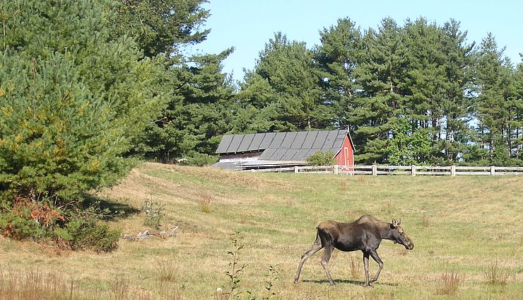 Moose in field