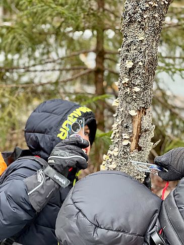 Children using their magnifying glass to look at mushrooms on tree.
