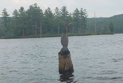 The swamp is home to a heron rookery.