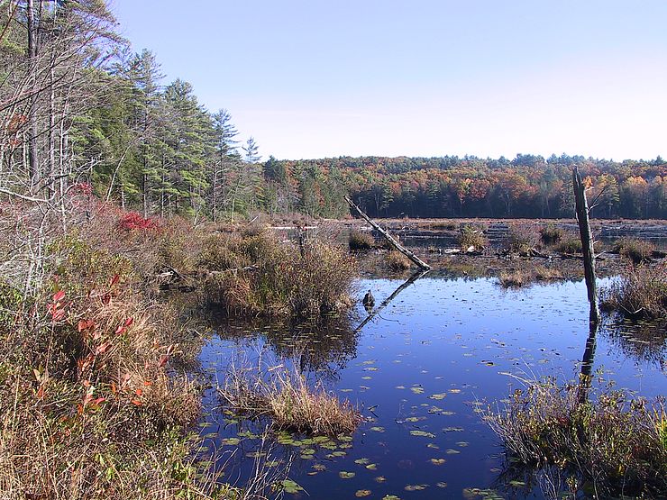 Wetland at Eagleville Pines