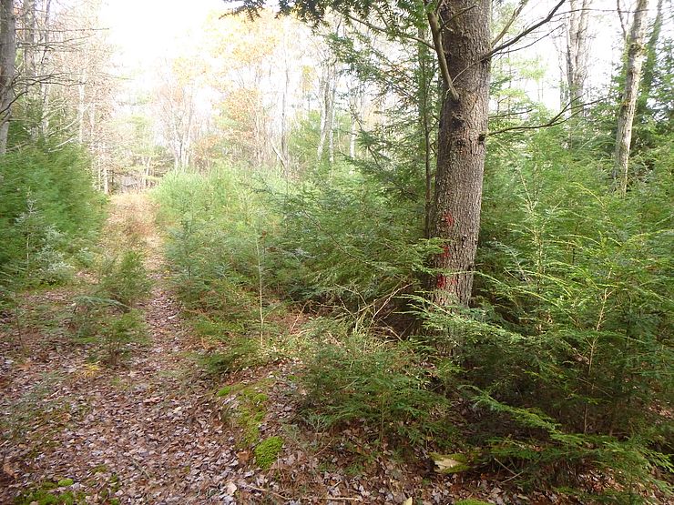 Guiney Memorial Forest