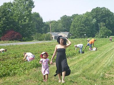 Strawberry pickers