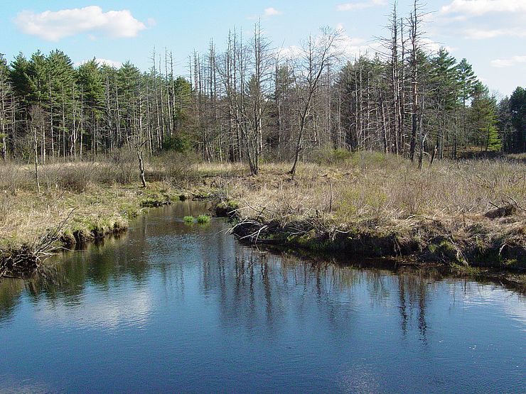Muddy Brook in Hardwick, MA