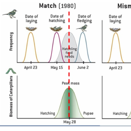 Mizumo Tomanti, B. (2017). Managing time in a changing world: Timing of avian cycle stages under climate change. University of Groningen.