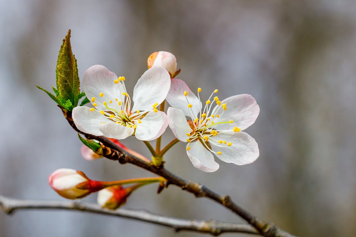 Blooming white flowers from an American plum tree