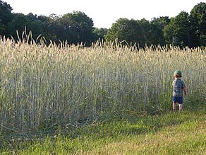 Ryefield at the farm