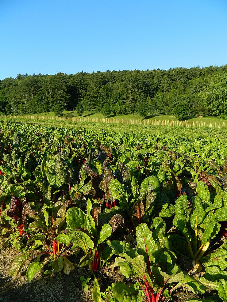 Red Fire Farm field in Montague featuring swiss chard