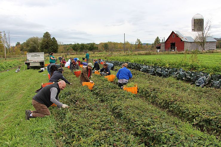 TerraCorps members working in the fields