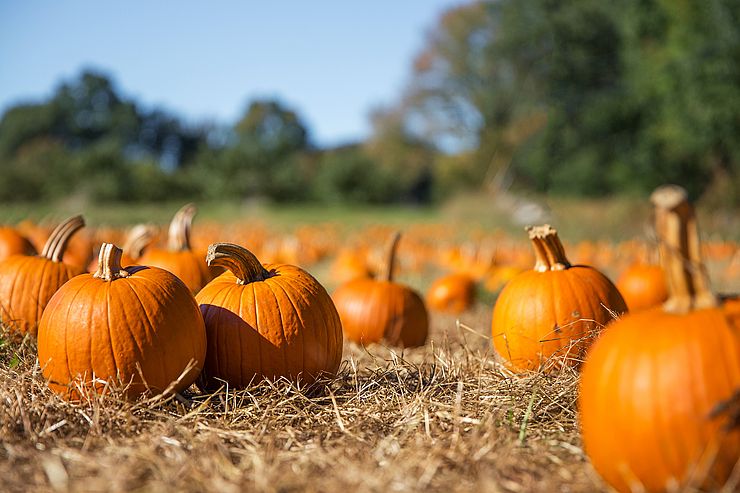 orange pumpkins at outdoor farmer market. pumpkin patch. Copy s