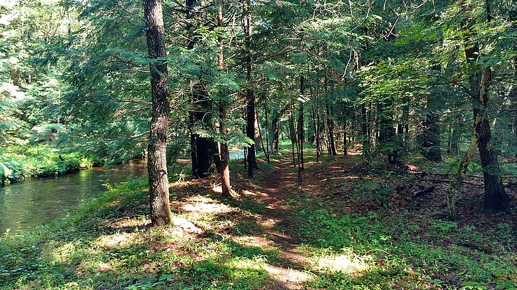 The trail at Gifford Family Memorial Forest