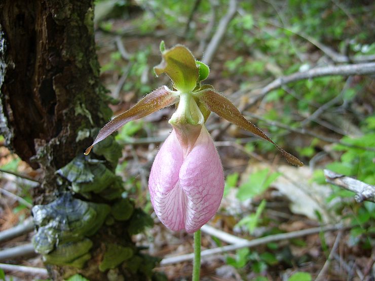 Pink Lady Slipper