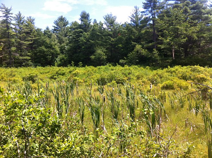 Cattails in a wetland