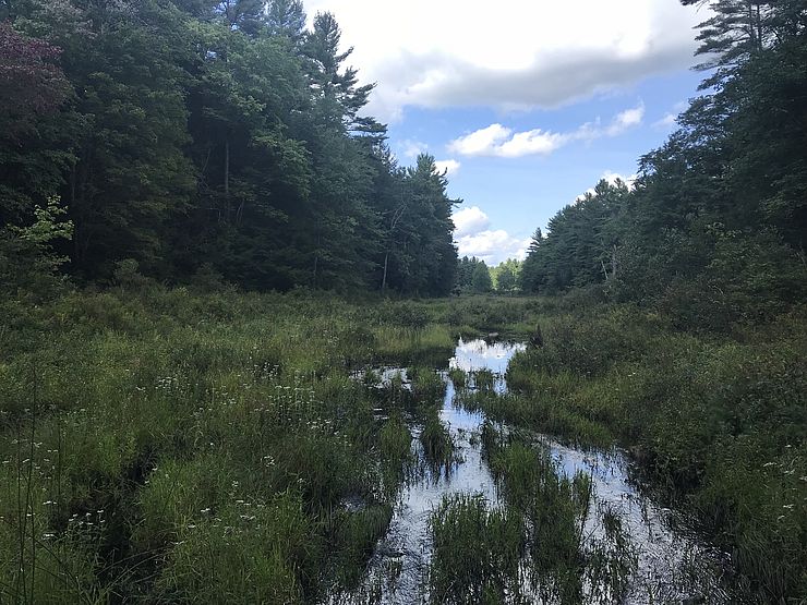 Wetlands at Arthur Iversen Conservation Area in Warwick
