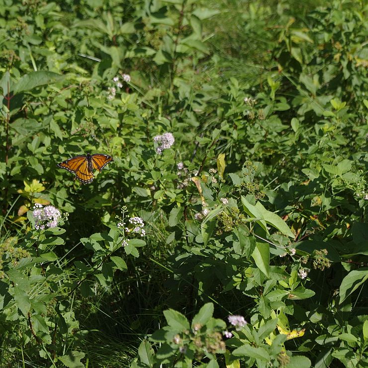 Butterfly_Skyfields_Pollinator