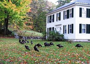turkeys at Harvard Forest