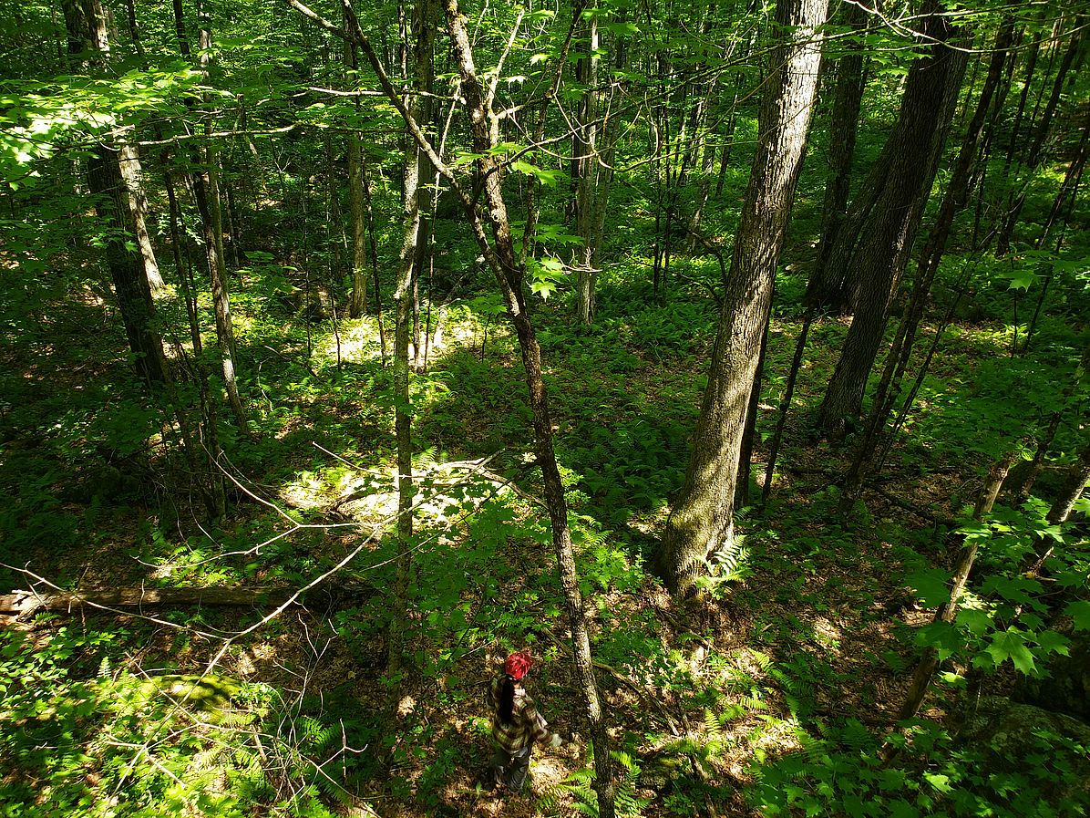 Mount Grace Stewardship team surveying the lush green forest at Burnshirt River Uplands.  
