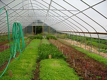 Interior view of hoop house