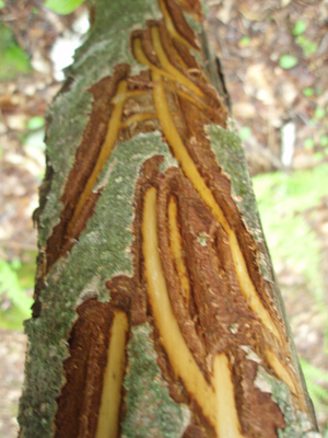 fox valley moose sign