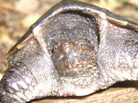 snapping turtle
