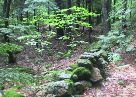 Stone Wall at Tuck Conservation Area
