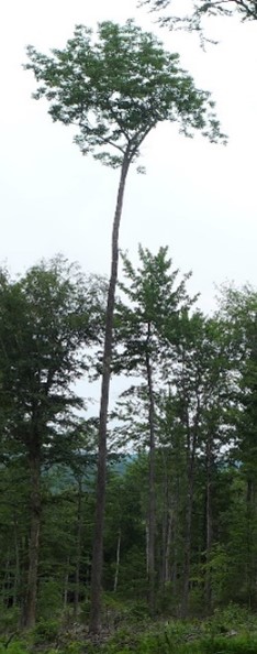 tree with long skinny trunk